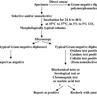equivocal gonorrhea result|5. Laboratory diagnosis of gonorrhoea (Neisseria .